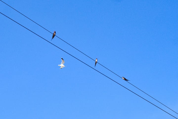 Une mouette survole un câble où reposent trois hirondelles